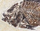 Priscacara & Diplomystus Fossil Fish Plate - x #20821-2